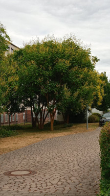 20250709_143431_HDR.jpg