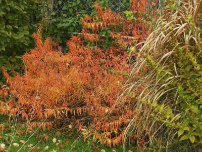 Euphorbia_palustris_06.jpg