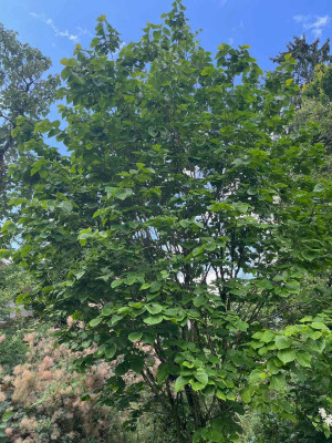 IMG_6552.jpeg