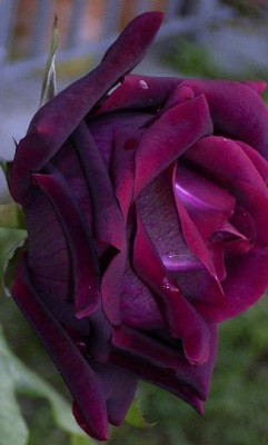 OldeRomeo_11_08.JPG