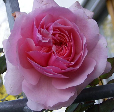 Oriane_11_08.JPG