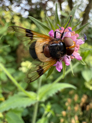 Wald-Schwebfliege Volucella pellucens