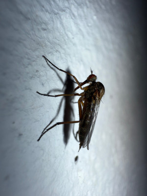 Tanzfliege Empis livida