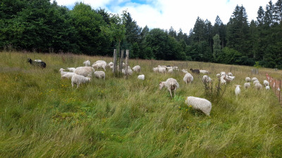 IMG-20250717-WA0003.jpeg