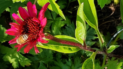 Echinacea
