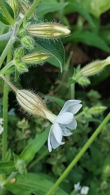 Silene