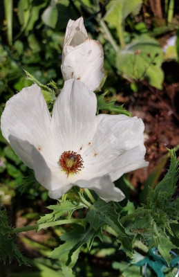 Stachelmohn
