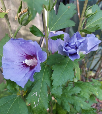 Hibiscus blau