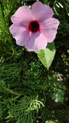 Thunbergia
