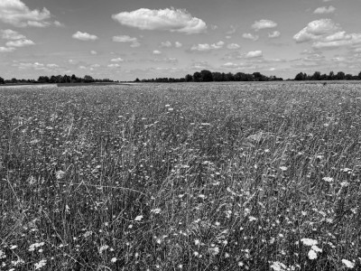 IMG_4887_1_DxO1000.jpg