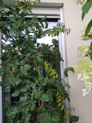 20250717_205151.jpg