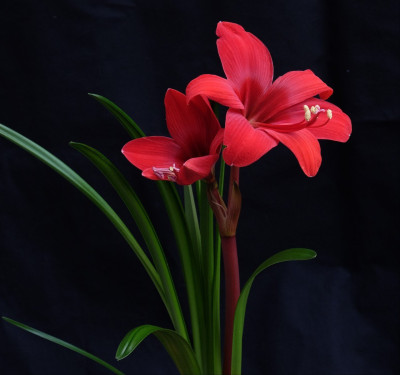 DSCF2132.jpg