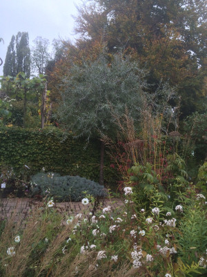 Pyrus salicifolius, Gräser, Lavendel...JPG