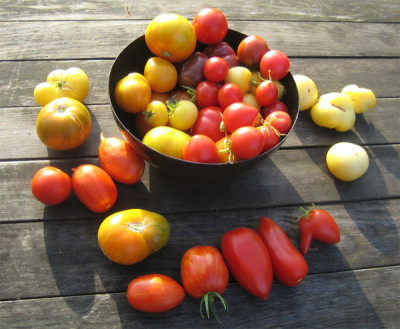 tomaten_7_11_08.jpg