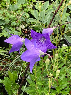 IMG_0299.jpeg