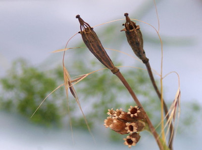 epipactis__3.jpg