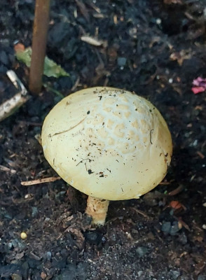 Trockenpilz?