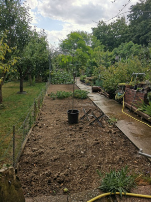Gemüsegarten 20250717.jpeg