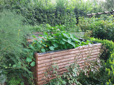 2025-07-18-Hochbeete_Kresse.jpg