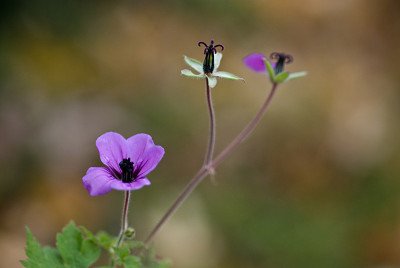 Geranium-procurrens-k-Nov0908.jpg