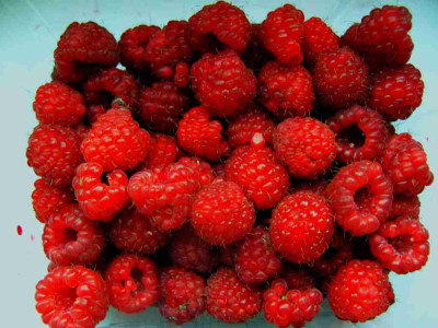 himbeeren__nov_2008-1_Desktop_Auflosung.jpg