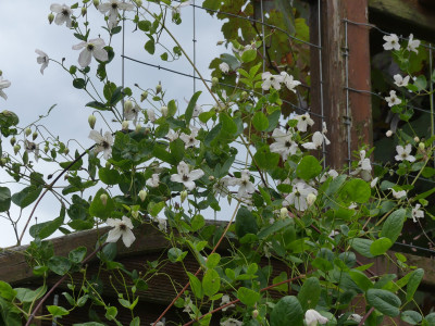 Clematis viticella Kathryn Chapman