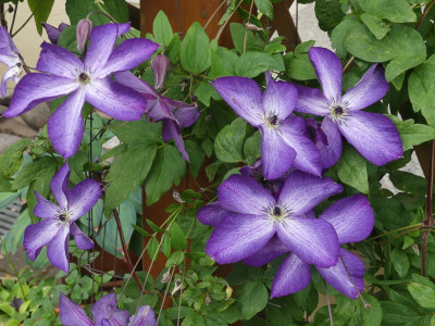 Clematis viticella Venosa Violacea