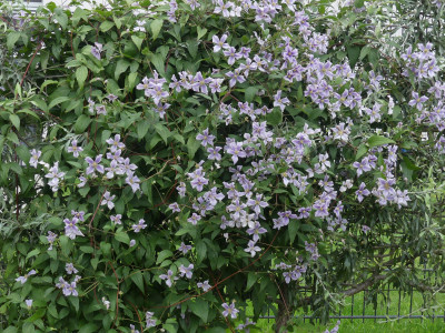 Clematis viticella Chatsworth, blüht jedes Jahr sehr zuverlässig