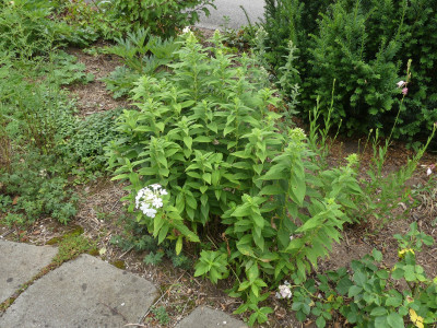 P1040736.JPG