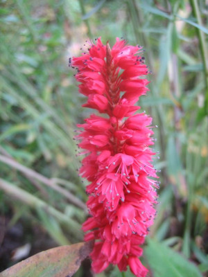 Polygonum_amplexicaule_Firetail_27604.jpg
