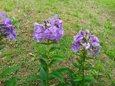 Phlox NoName