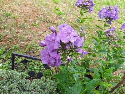 Phlox NoName