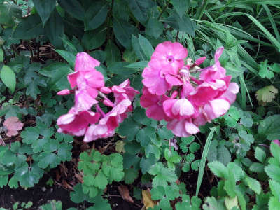 Phlox NoName