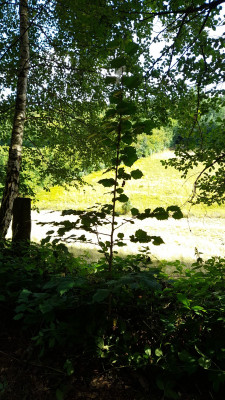 IMG-20250718-WA0009.jpeg