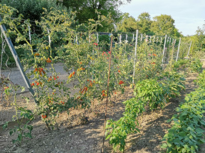 Tomatenreihe 20250718.jpeg