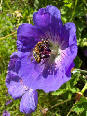 Melitta haemorrhoidalis