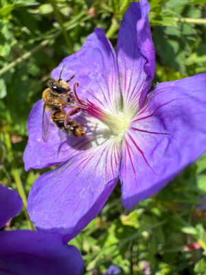 Geranium Rozanne