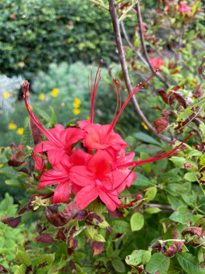 Azalea prunifolium Juli 2025.jpg