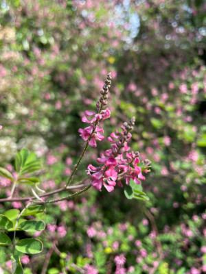Indigofera amblyantha Close Up juli 2025.jpg