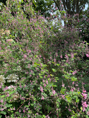 Indigofera amblyantha Juli 2025.jpg