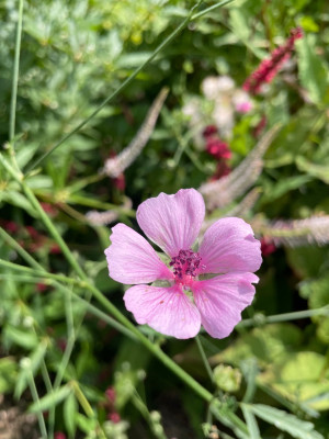 Althaea cannabina Juli 2025.jpg