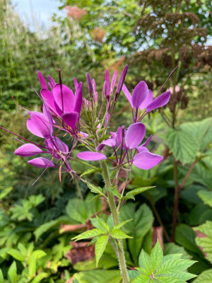 Cleome Violet Queen Juli 2025.jpg