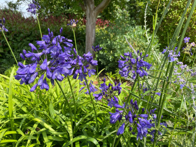 Agapanthus Juli 2025.jpg