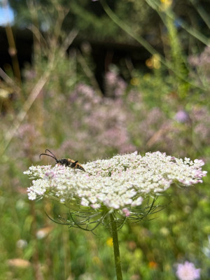 IMG_7435.jpeg