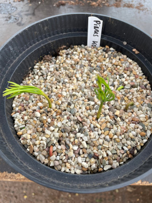 Pinus koraiensis Germination Juli 2025.jpg