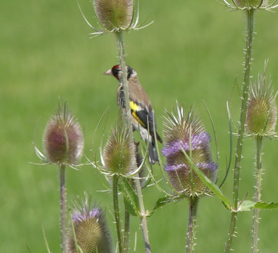 P1010277b.JPG