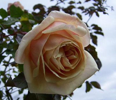 MB_11_08_01.JPG