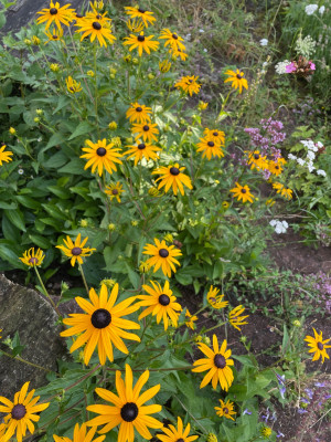 IMG_4537.jpeg