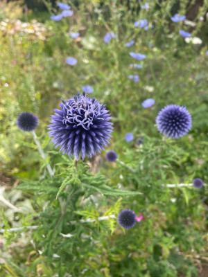 IMG_4568.jpeg