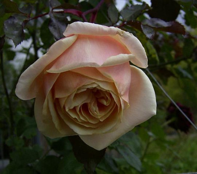 MB_11_08_02.JPG